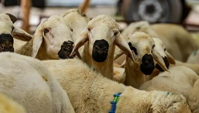 Kurban Bayramı ne zaman? Bayram tatili 2023'te tam 9 gün mü olacak?