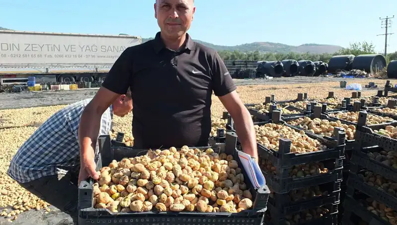 Balıkesir'de Hasat Dönemi: Çin ve Rusya'ya İhracat Başladı!