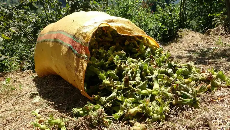 Giresun'da Fındık Hasadı Sezonu Açıldı: Yeni Umutlar ve Beklentiler