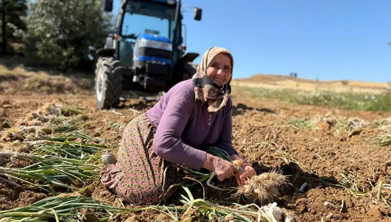 Selenyum Zengini Tarla: Yerel Ürünlerin Sağlık Faydaları Gün Yüzüne Çıkıyor