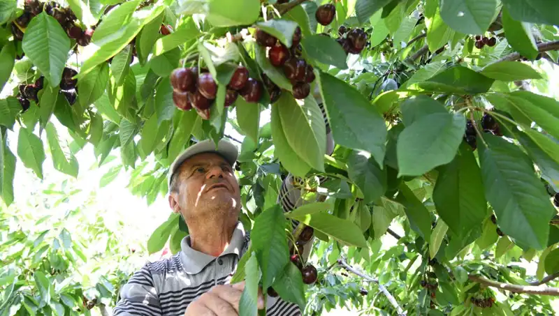 Lapseki Devi: Çay Bardağına Sığmayan Gigantik Mücadele