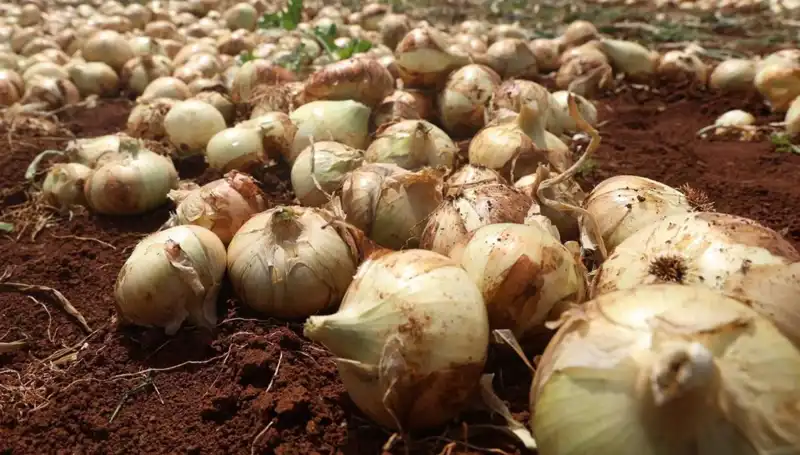 Hatay'da Soğan Hasadı Başladı: Çiftçinin Yüzü Güldü