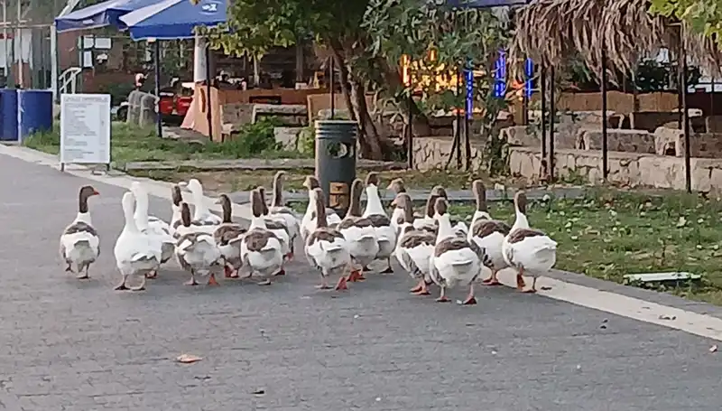 Denizde Yüzdükten Sonra Kazların Kümese Kapandığı Skandal!