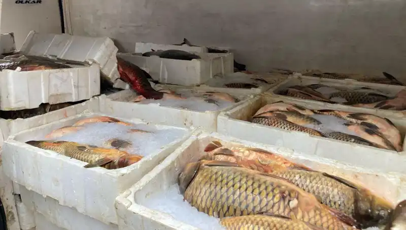 Kaçak Balık Avcılığında Ceza Yağmuru: Binlerce Lira Yasağı Delene