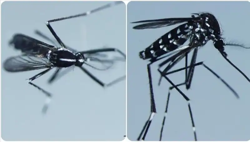 Chikungunya Virüsü Türkiye’de Mi? Belirtileri ve Önlemler