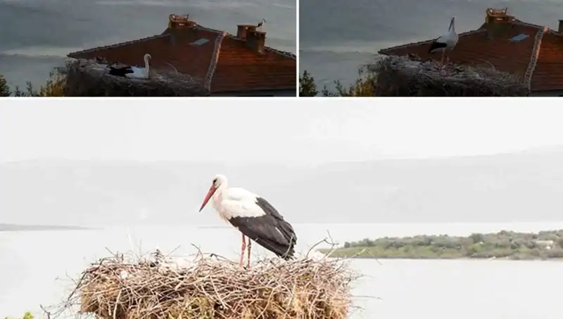 Yaren Leylek, Depremin Gelmesini Sezerek Kırılma Noktasını Değiştirdi!