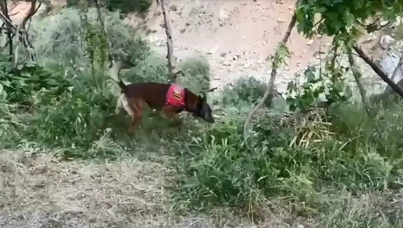 Dere Kenarında Gizlenen Esrar, Dedektör Köpekler Tarafından Bulundu