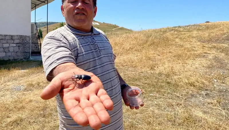 Sivas'ta Tuhaf Böceğin Ölümü, Cezası 557 Bin TL!