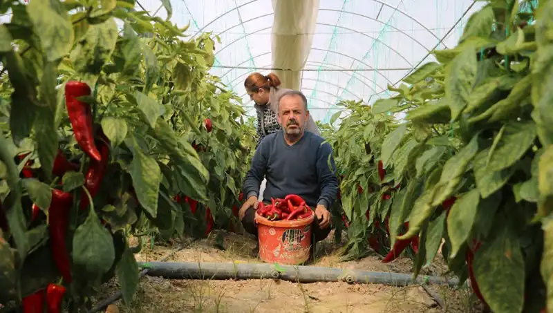 Yerel Pazarda Fiyat Artışları Değişken Tahtasında: Yüzde 50 Değişim!
