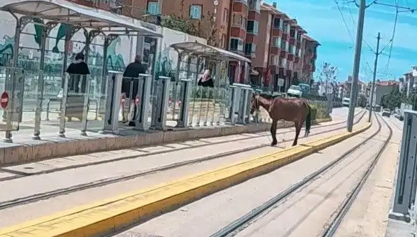 Eskişehir Tramvay Raylarında Baş Belası: Başına Buyruk Bir At!