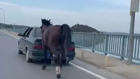 Adana'da Ata Eziyet Eden Kişi Tutuklandı, Hayvanseverler Sokakta!