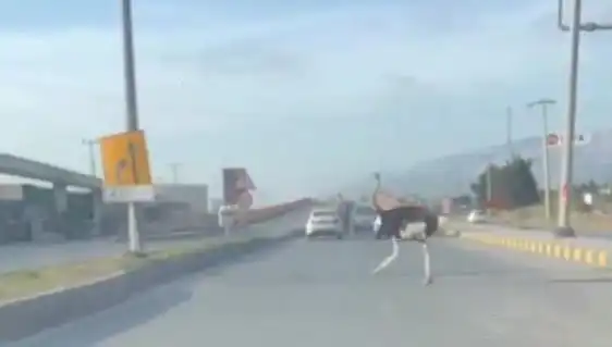 Hatay’da Yaşanan Deve Kuşu Olayı Şehirde Şok Etkisi Yarattı