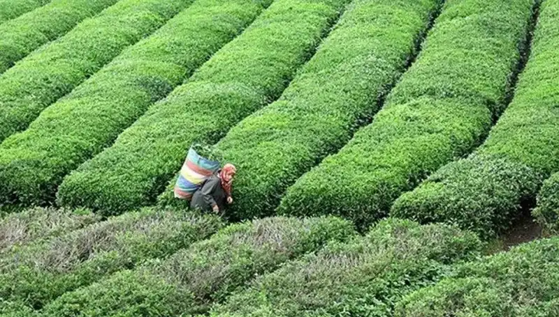 ÇAYKUR, Bayramda Yaş Çay Alımını Sürekli Hale Getiriyor!