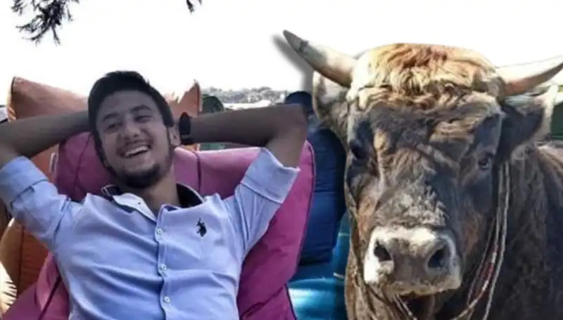Aydın'da Güreş Boğası Hayatını Kaybetti! Olayın Ardındaki Gerçekler Ne?