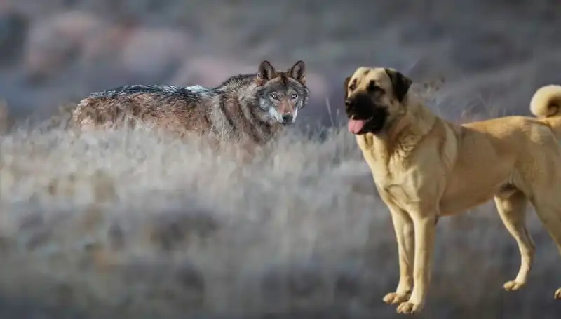 Kangal Köpeği Talebi Kurt Popülasyonundaki Artışla Yükselişe Geçti