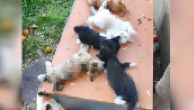 Bursa'da Yavru Kedi Katliamı: Sekiz Minik Can Ahlaksızca Hayatını Kaybetti